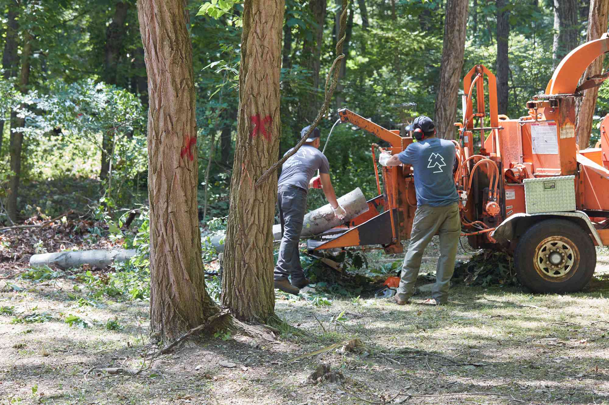 How to Safely and Effectively Handle Tree Stump Removal - Transports ...